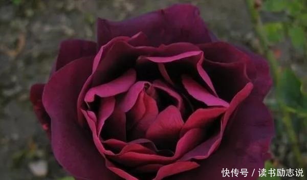 带有神秘色彩的4款黑色月季,见过的人都喜欢!