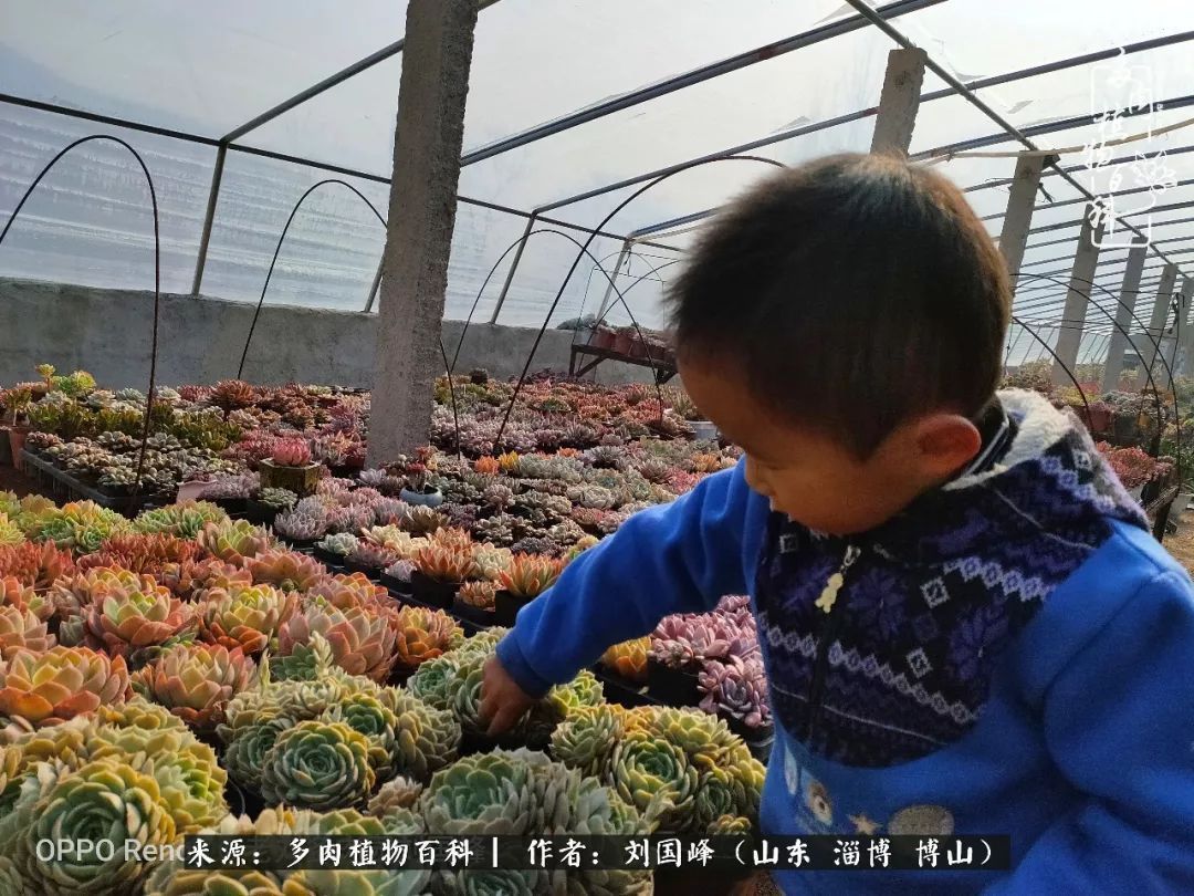 贵的不一定是对的，你的多肉究竟值多少钱附冬季养护攻略！