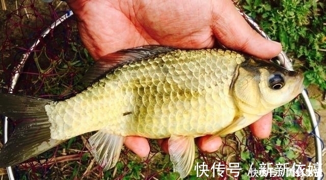 垂钓|夏季野钓的三个小妙招,学会这样用饵,大板鲫手到擒来