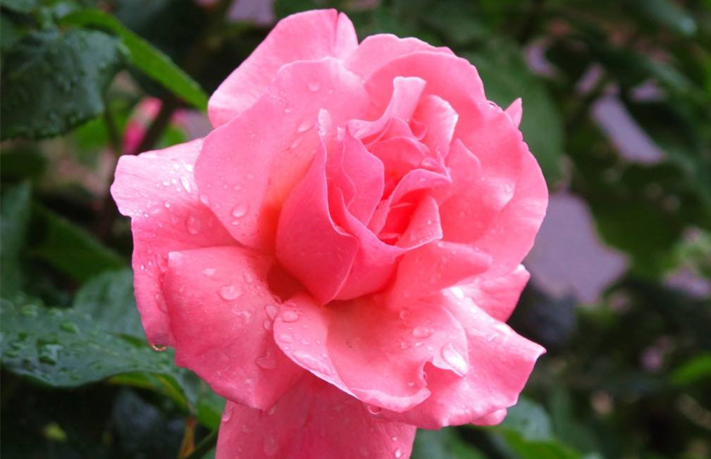 惟有此花开不厌,一年常占四时春,学好几招,让你成为养花达人