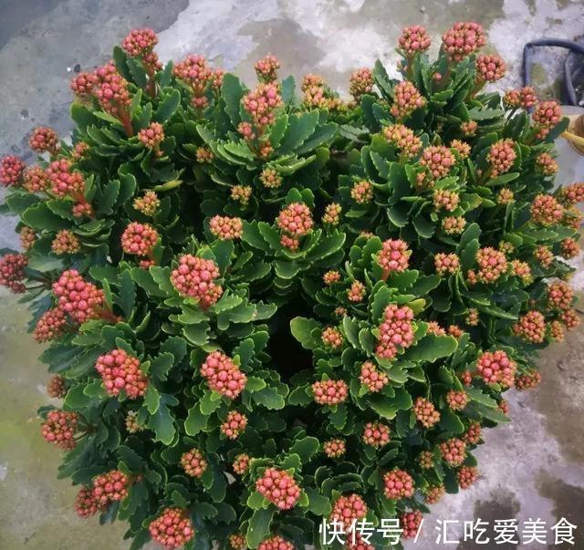 阳台上|长寿花“装菜”不开花？打开3个“小开关”，满满大花苞，开仨月