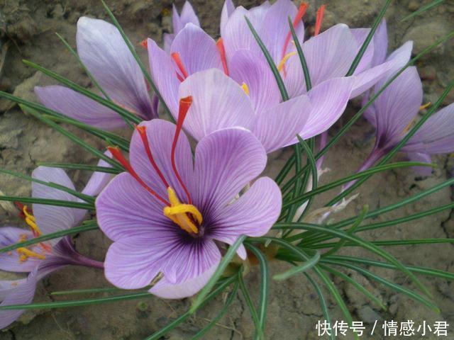 “家勤则兴,人勤则健”勤劳的人,往往有三种福报,需谨记