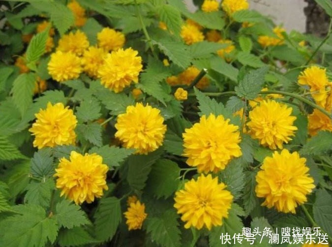 小白|此花花姿优美,花开时满树金黄色的花朵极其耀眼夺目,寓意为高贵