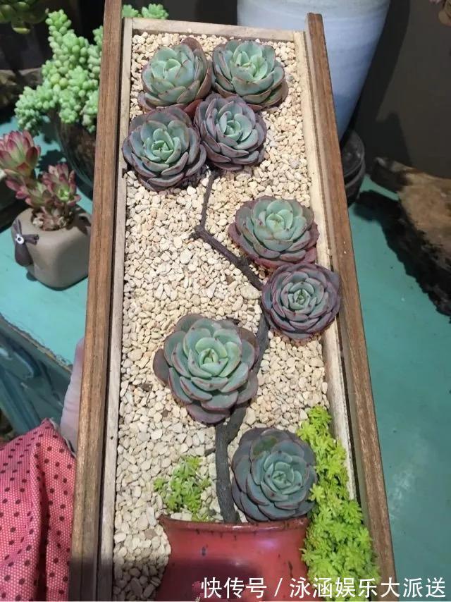 盆栽|她在医院垃圾桶“捡篮子”，拿来种多肉“颜值高”，人见人爱