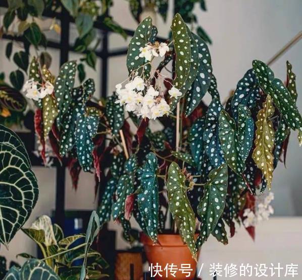 彩叶芋|3种高颜值观叶植物,叶片比花还美,皮实好养上档次