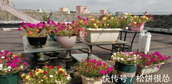 春天|养太阳花、长寿花、石竹,春天把握住“细节”,开花才漂亮