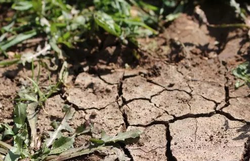  种水|盆土板结怎么办不需要换新土，浇“1种水”就管，土壤立马松软