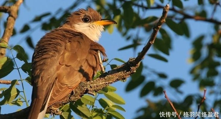 布谷鸟|美国大都会博物馆有尊青铜鼎,鼎中铭文,泄露“布谷鸟”国的存在