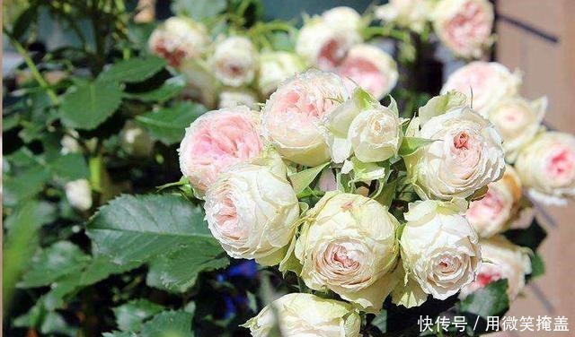 月季地栽莫大意,这3点不注意很容易挂!月季地栽莫大意,这3点不注意很容易挂!