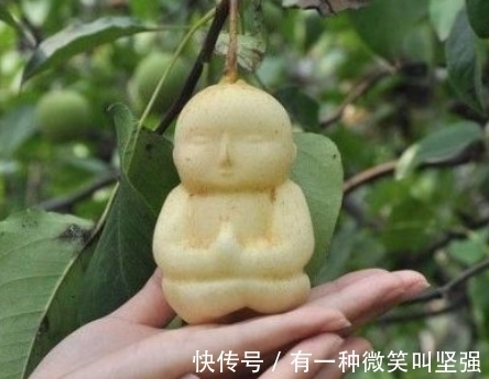 梨园|女子路过一梨园,发现梨树上长着“人参果”,走近后她乐开了花