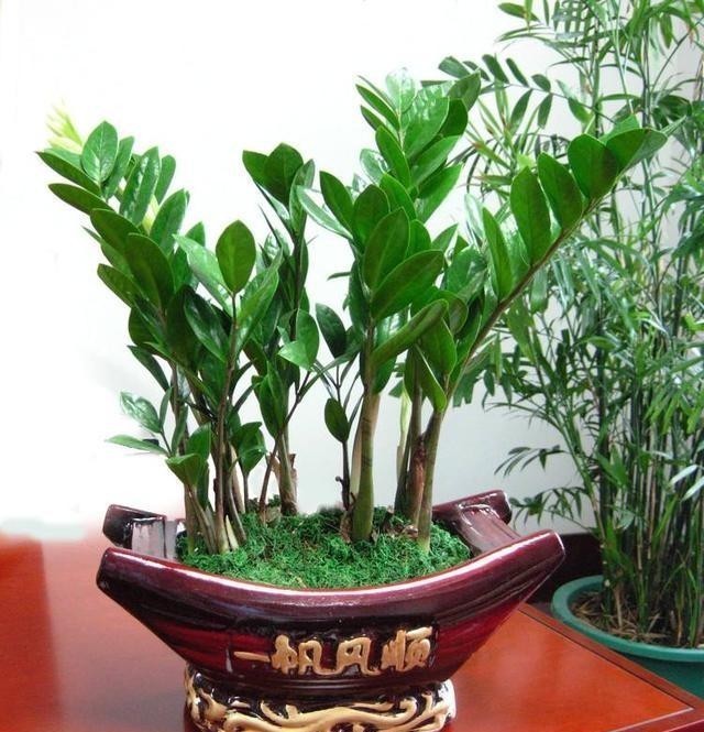 年底选年宵花,别落下3种招财花,象征好寓意