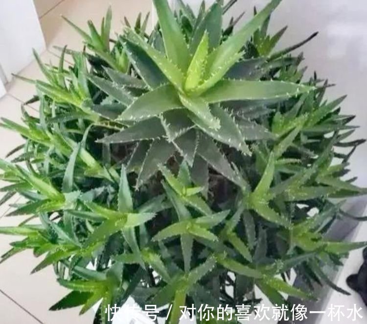 幸福树|4种花很好养，耐热耐晒更耐旱，夜里释放氧气，空气清新，助睡眠