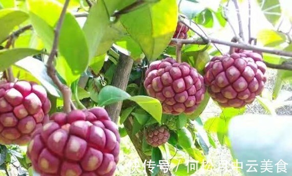 院子|家中有院子，就安排上“黑老虎”吧，耐寒耐旱，营养又美味！