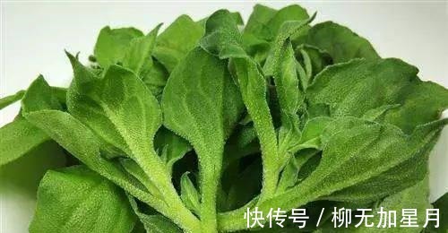 化妆品|这种绿色蔬菜,本身是咸味的,还可以被当作肥皂使用!