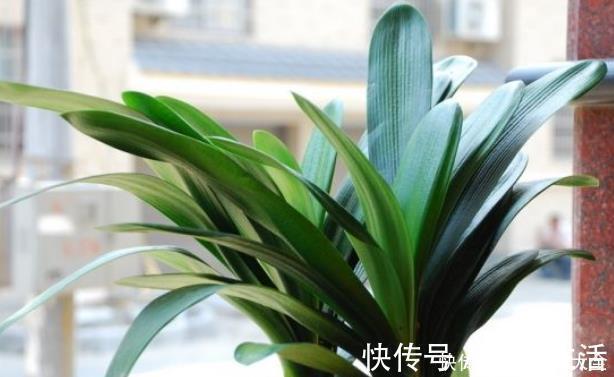 叶片|君子兰歪七扭八太难看?平常只需做2步,让它叶片整齐“一条线”