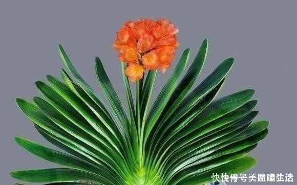 钾肥|不花钱的“营养液”,给君子兰浇一点,叶片肥,叶纹深,开花多!