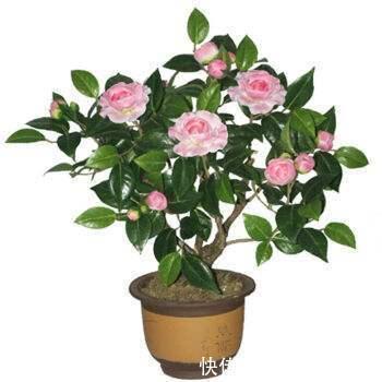 根多|抓住茶花“生长规律”,再来点养花“套路”,养好茶花没那么难!