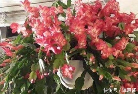 如何让蟹爪兰生根?一杯水,五步就可以让蟹爪兰长出根系