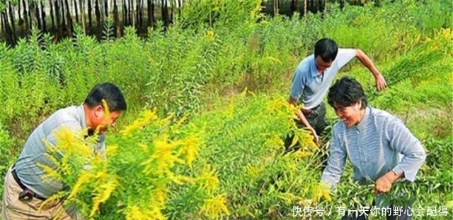 入侵中国的“霸王花”，致30种乡土植物消亡，遇到可下无情手