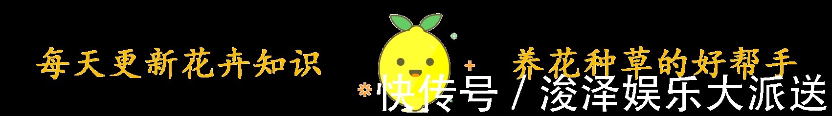 蟹爪兰一晒太阳就变样,叶片变成“松松垮垮”,这几点要注意