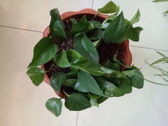 茉莉花扦插有机关，砍这一段枝条，插土里3天就活！