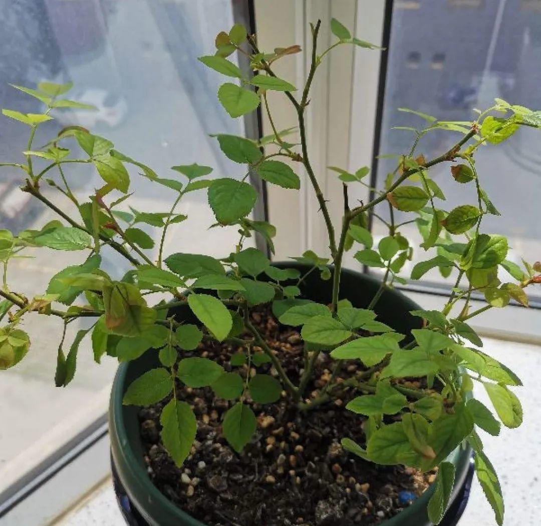 叶子|20种花，天凉了赶紧剪，来年开花有多又艳！