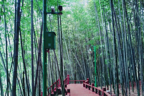 六盘水有处“绿海”景区，内部设有自然迷宫，碾压春日桃林景观