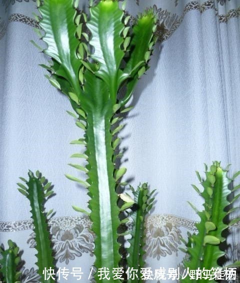 龙骨|什么发财树，平安树，不如这2种“老树”好养，大气，富贵又镇宅！