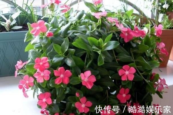夏天|夏天就种5种花,一点不怕晒,再热的天都没事!