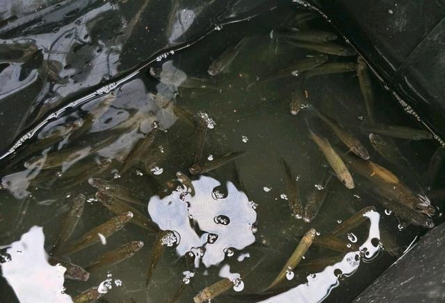 鱼盲钓了一百多条小草鱼,回家准备养起来,却成了村里的笑话