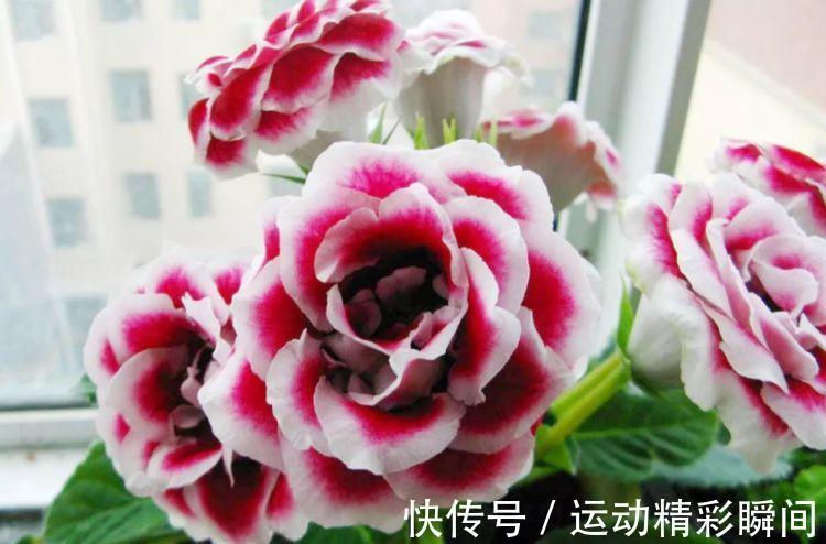 九月三十霜降后，养什么花？以下3种花，吉庆有余喜气洋洋