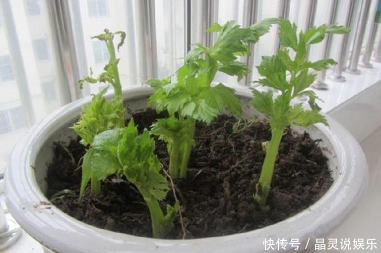 阳台上|不用种子，切下的菜根放盆里，阳台长满小绿苗！