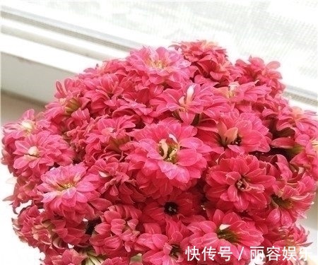 只用一招,长寿花长得又矮又茂盛,开花刹不住