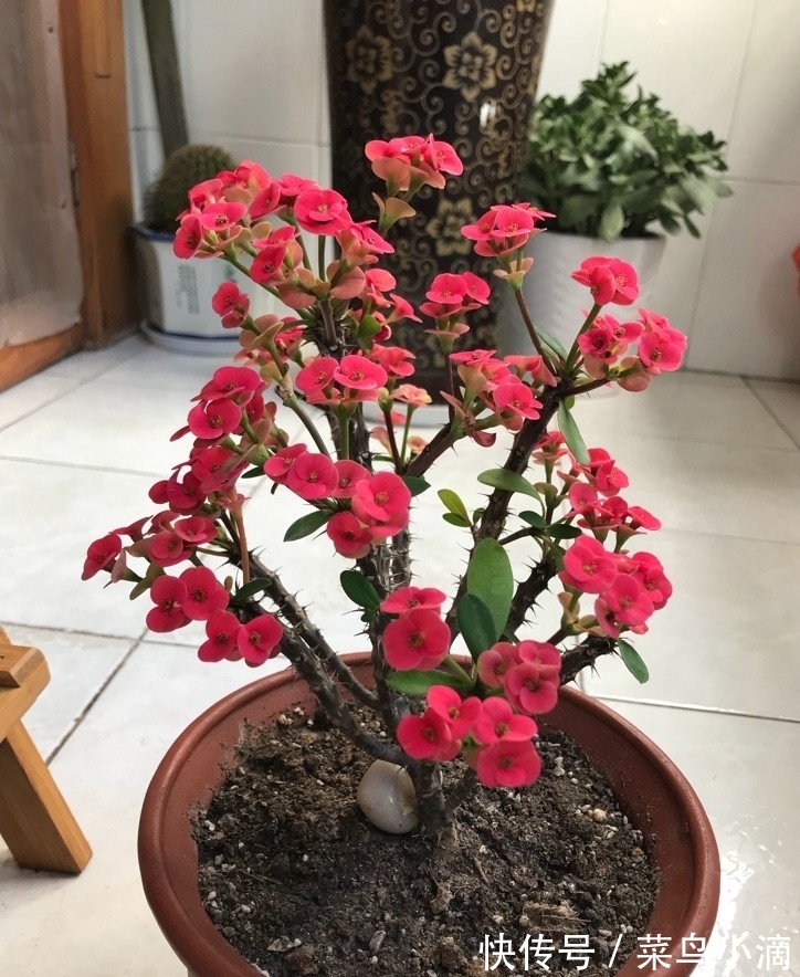 九种“皮实花”,多晒少管长得好,养成老桩更高档,绿萝没上榜