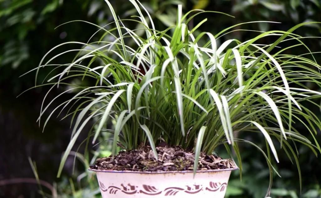 兰友|兰花怎么养到爆盆?三点诀窍,知道就很容易了