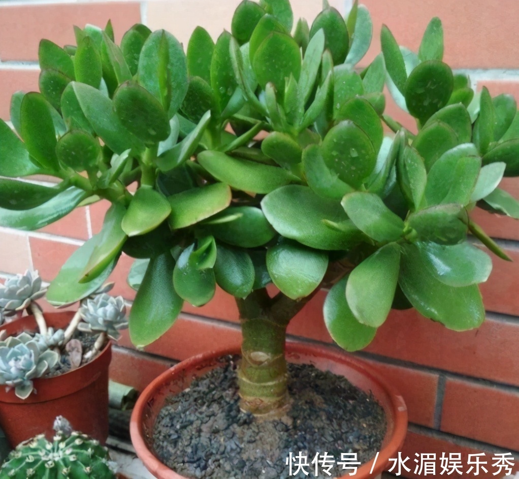 羊粪|玉树的养护“诀窍”,夏季掌握好,蹭蹭长新叶,越养越茂盛