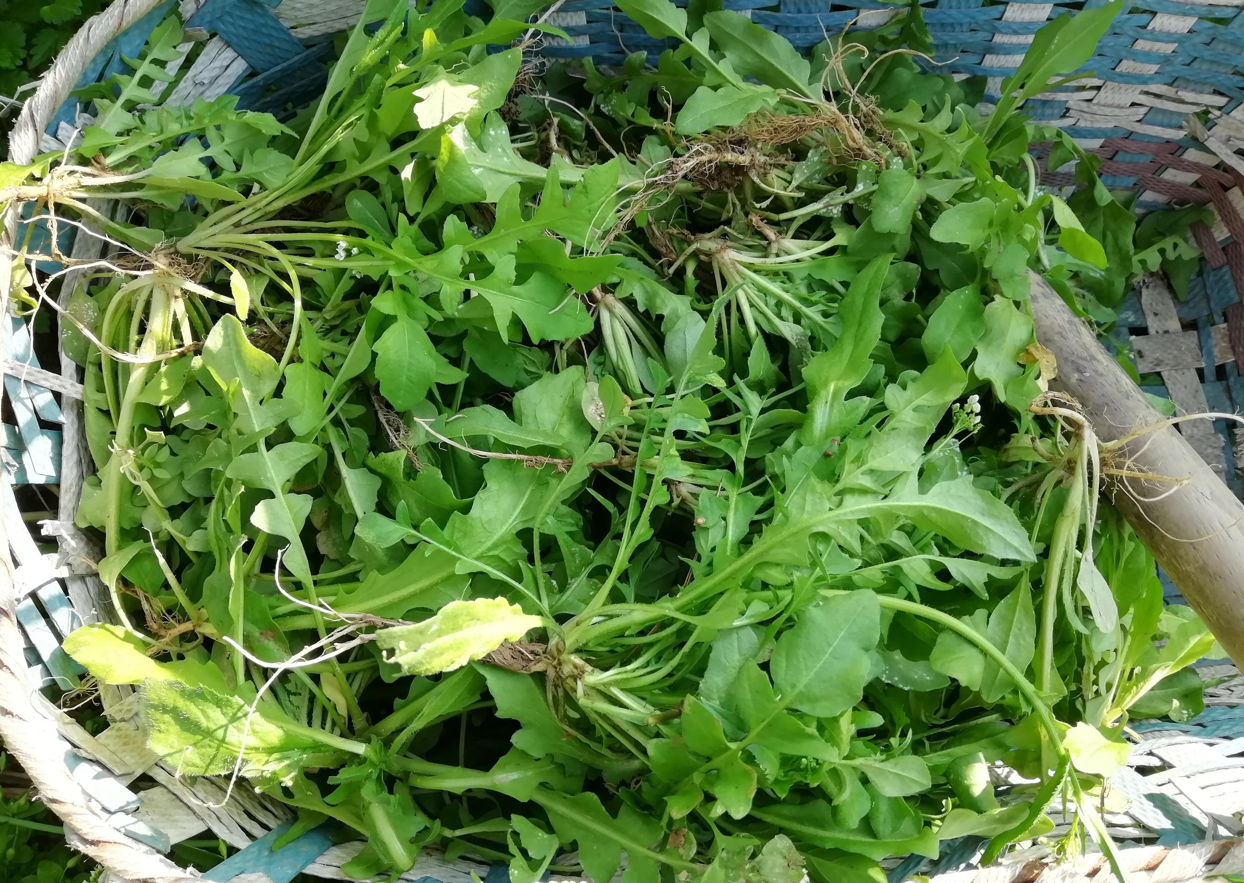 秋季，吃白菜不如吃此菜，多买些焯水放冰箱保存，随吃随取特省事