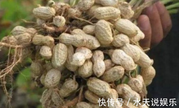 花生|花生养颜排毒、滋养补气,农民掌握病害防治,来年种出高产的花生