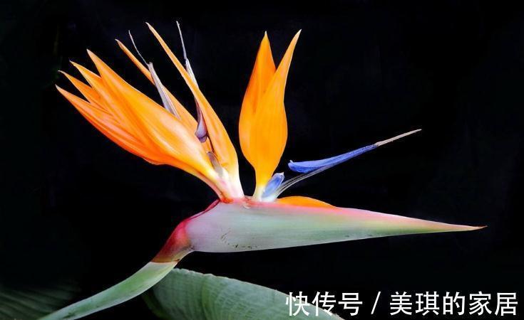 盆栽鹤望兰肥水管理做好此几点,简单好学,花大色艳