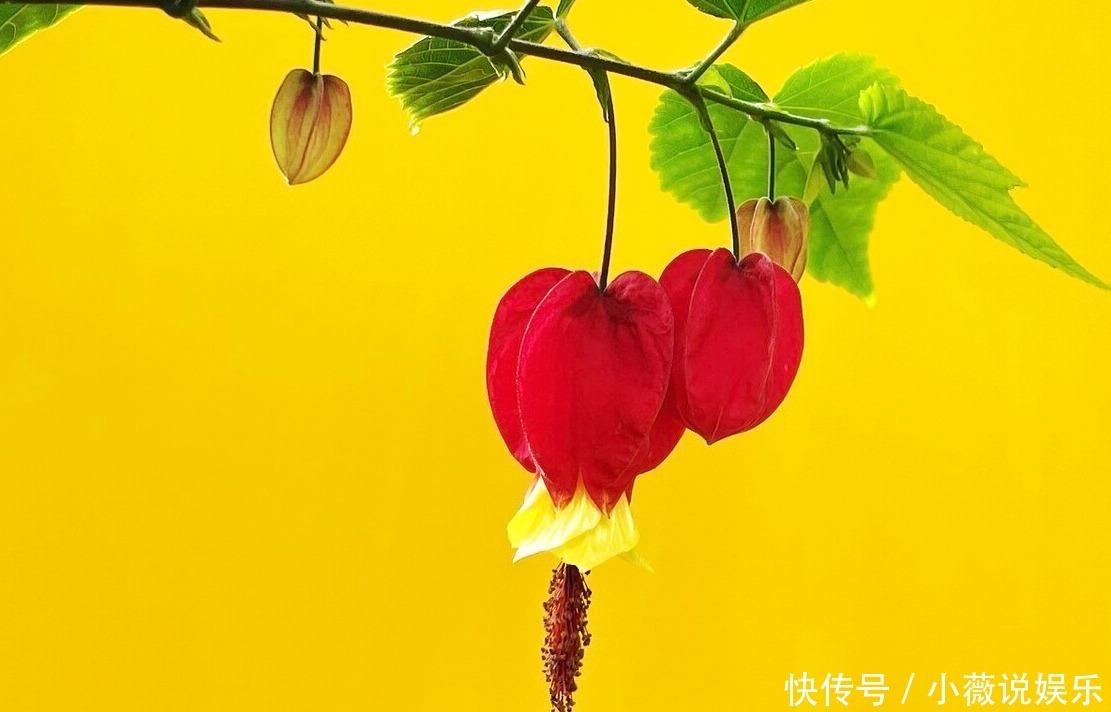 铁线莲|阳台别摆盆盆罐罐了,5种花草养一棵就能开满阳台,很省空间