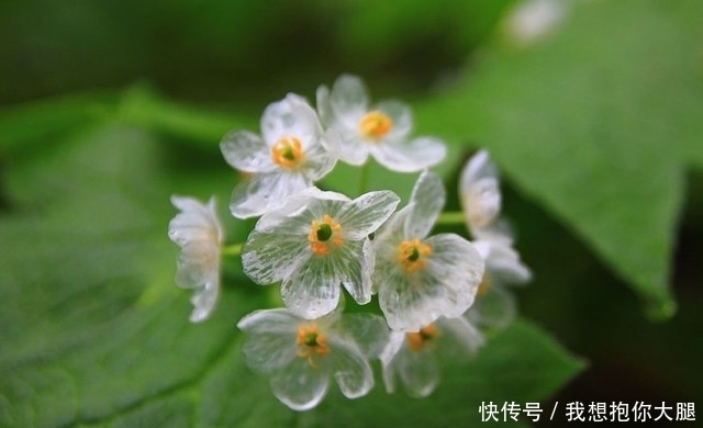 下雨|有这样一种神奇的花朵，下雨时变成透明，却有一个恐怖的名字