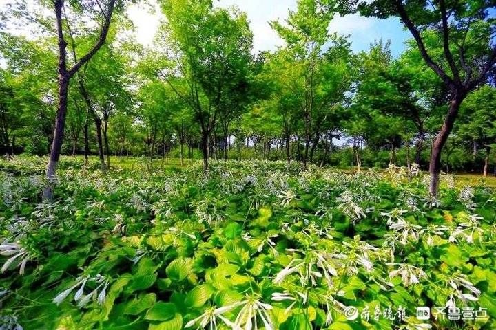 鲜花|立秋日，济南植物园的高雅鲜花少人识