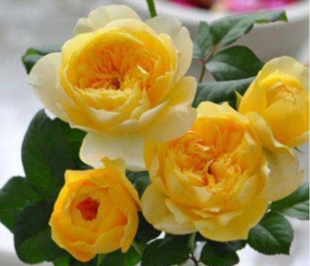 四种花常年开花易爆盆,被称为花卉界的劳模,养在哪里都爆盆