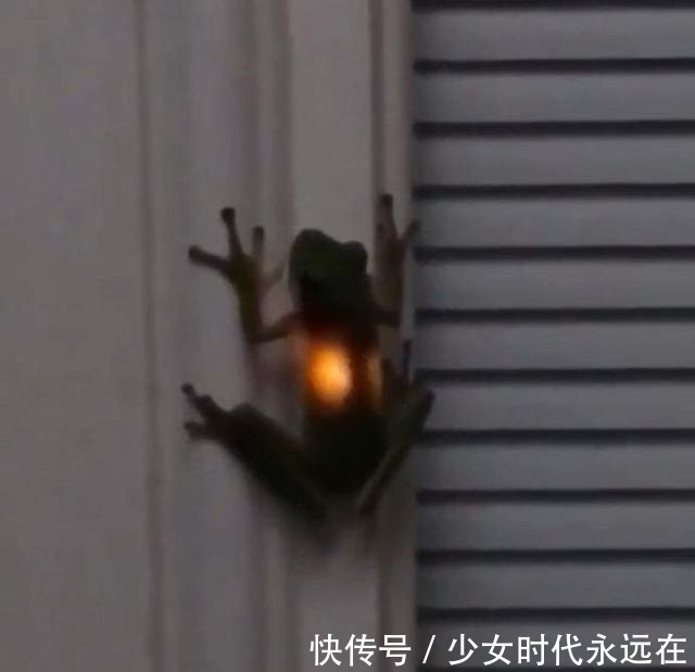 照片$30张“活久未见”的照片:被闪电击中的木头,好像一副国画