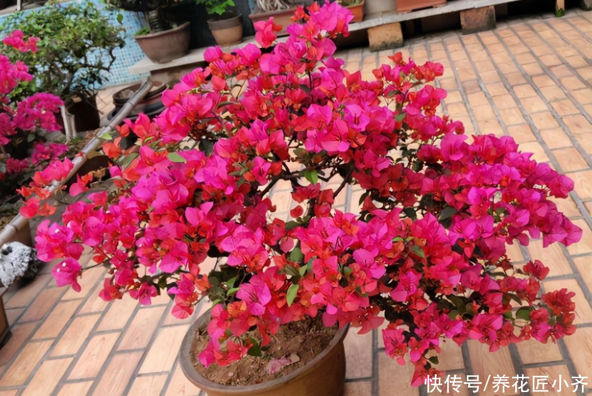 想不想三角梅夏季开花爆盆？达到3个“条件”，整个夏季开花不断