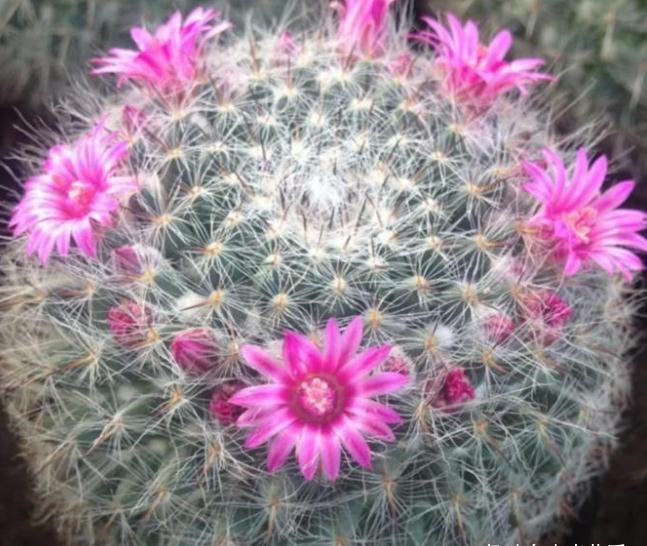 养不活花的人,建议养这“5种花”,好养好看又实用