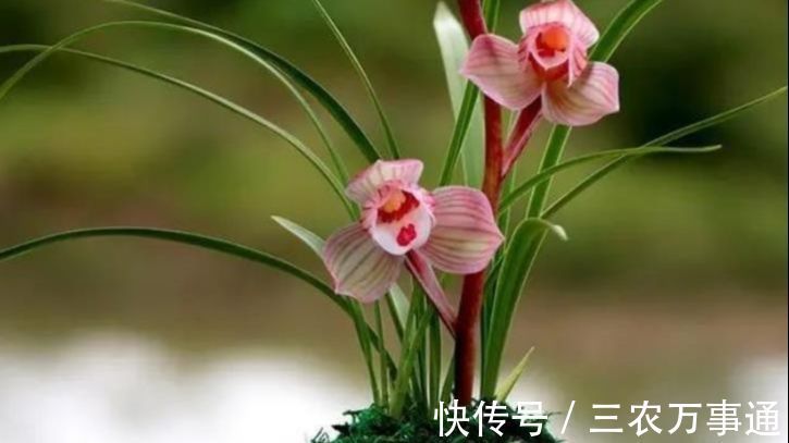 天竺葵|秋天养6种漂亮花,叶片不能喷水不要淋雨,否则烂叶不开花