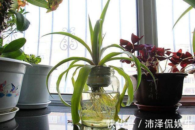 红薯|养5种花卉，没土就能活，“只浇水”嗖嗖爆盆，变成“绿窗帘”