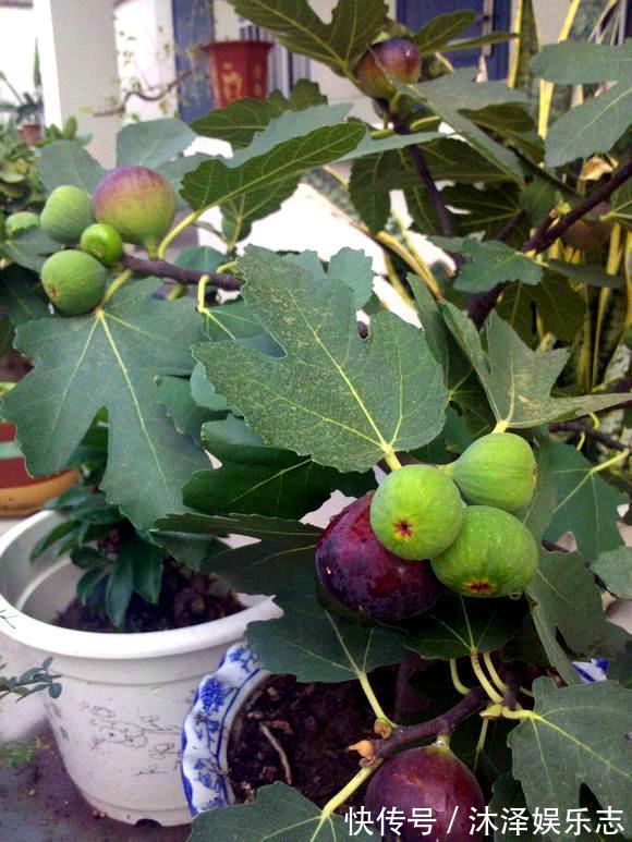 无花果|路边遇到4种花，别放过，掰个枝子长一盆！观叶赏花又好吃