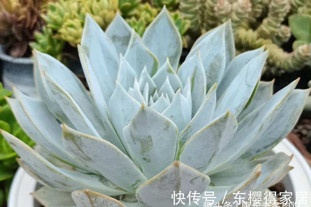 多肉蓝鸟有薄叶和厚叶之分,不过养护方式差不多,夏天度夏也不难